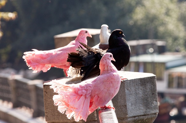 健康發展 健康發展