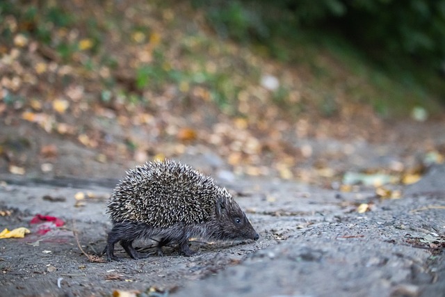 而山东泰山 而山东泰山